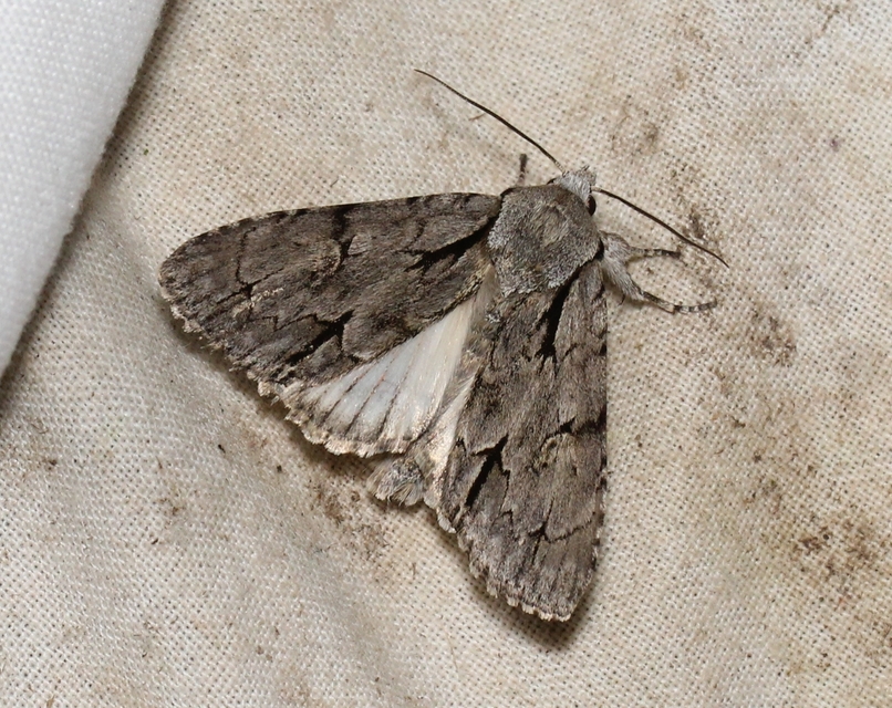 Acronicta cuspis/tridens/psi