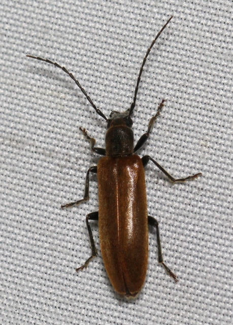 Sparedrus testaceus - szőrös álcincér