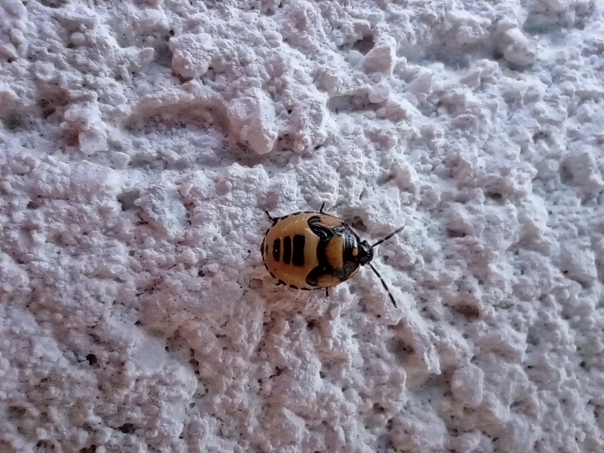 Tritomegas bicolor - foltos földipoloska