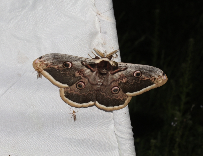 Saturnia pyri - nagy pávaszem