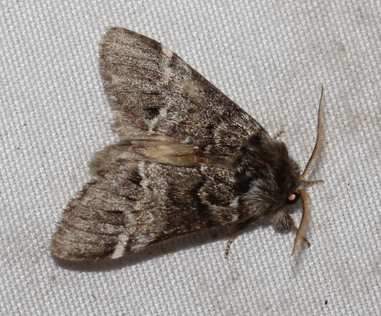 Drymonia dodonea - bélyeges púposszövő
