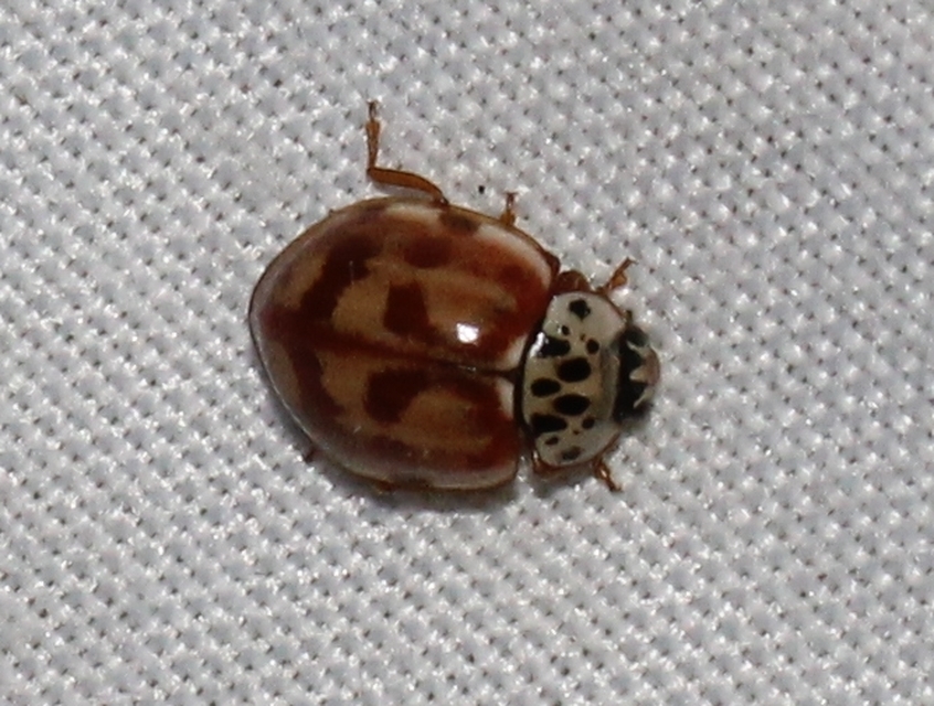 Harmonia quadripunctata - négypettyes katica