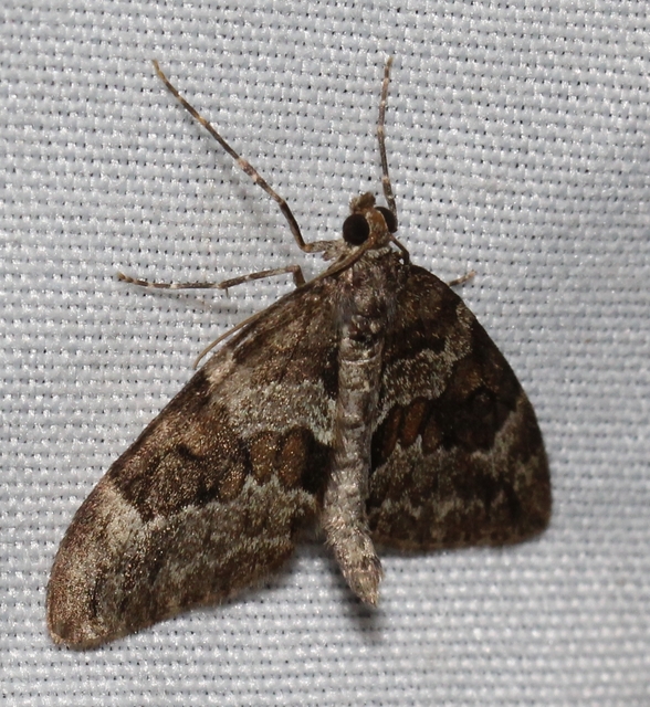 Thera variata/britannica