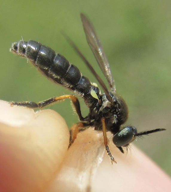 Dioctria lata