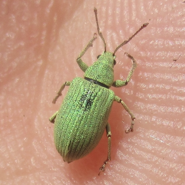Phyllobius virideaeris - halványzöld levélormányos