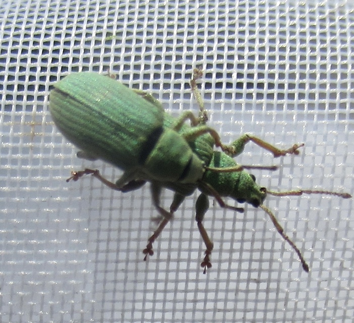 Phyllobius virideaeris - halványzöld levélormányos