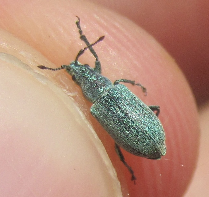 Phyllobius thalassinus - tömpeorrú levélormányos