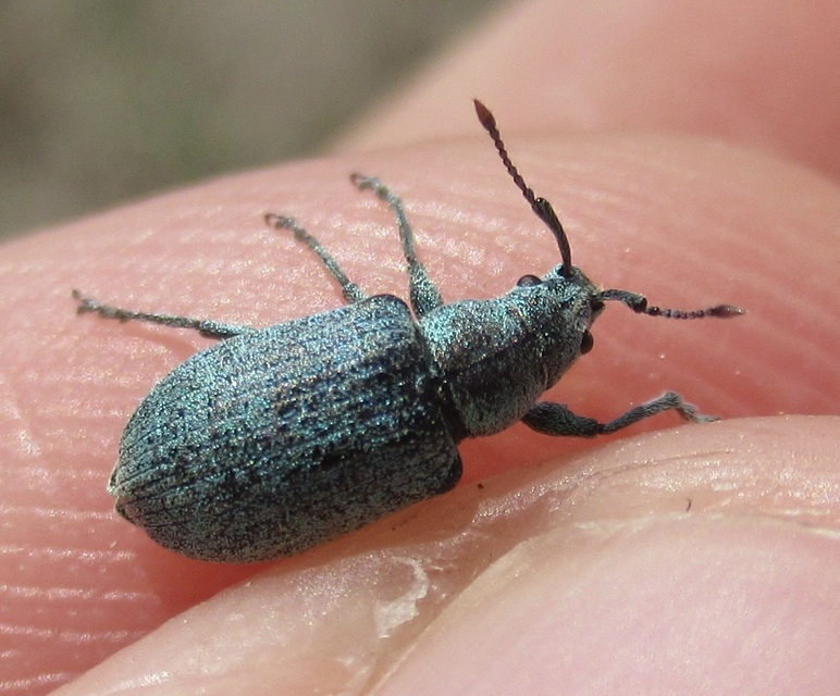 Phyllobius thalassinus - tömpeorrú levélormányos