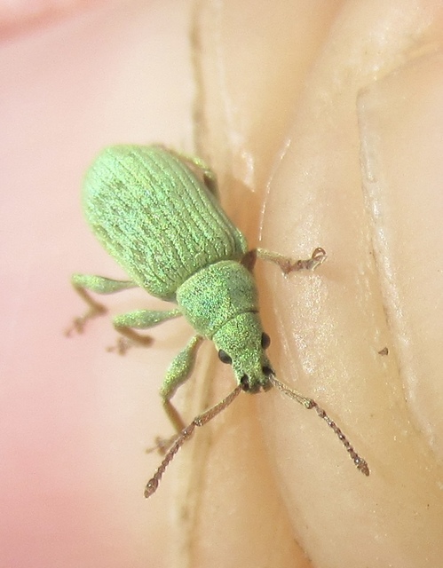 Phyllobius virideaeris - halványzöld levélormányos