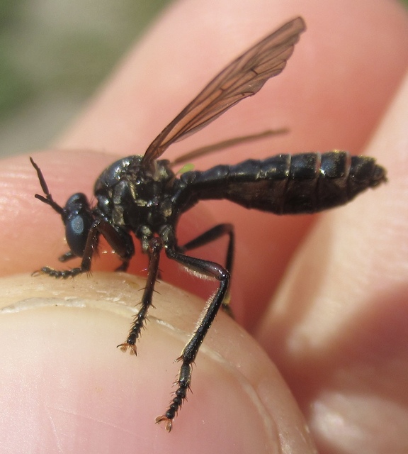 Dioctria atricapilla