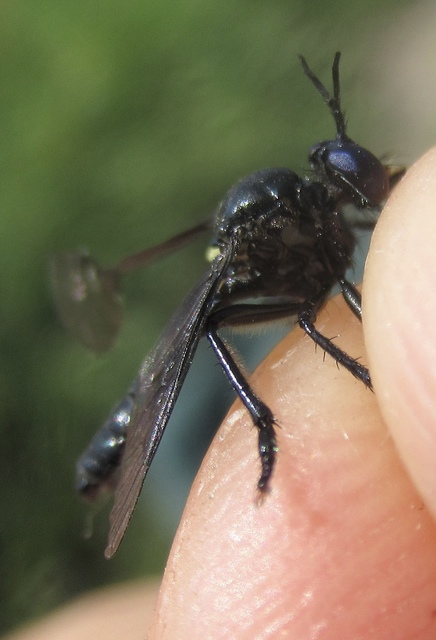 Dioctria atricapilla