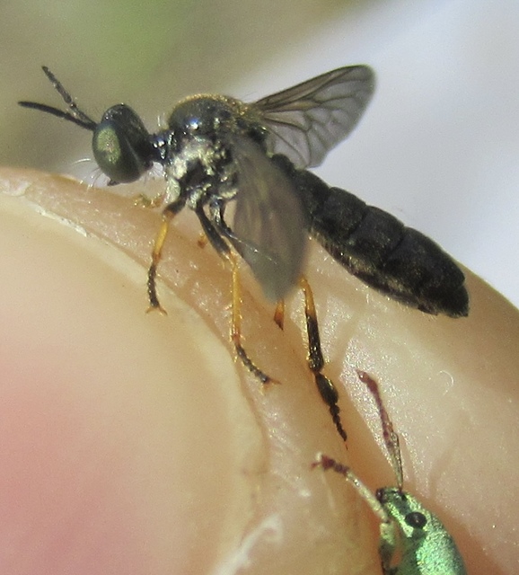 Dioctria lata