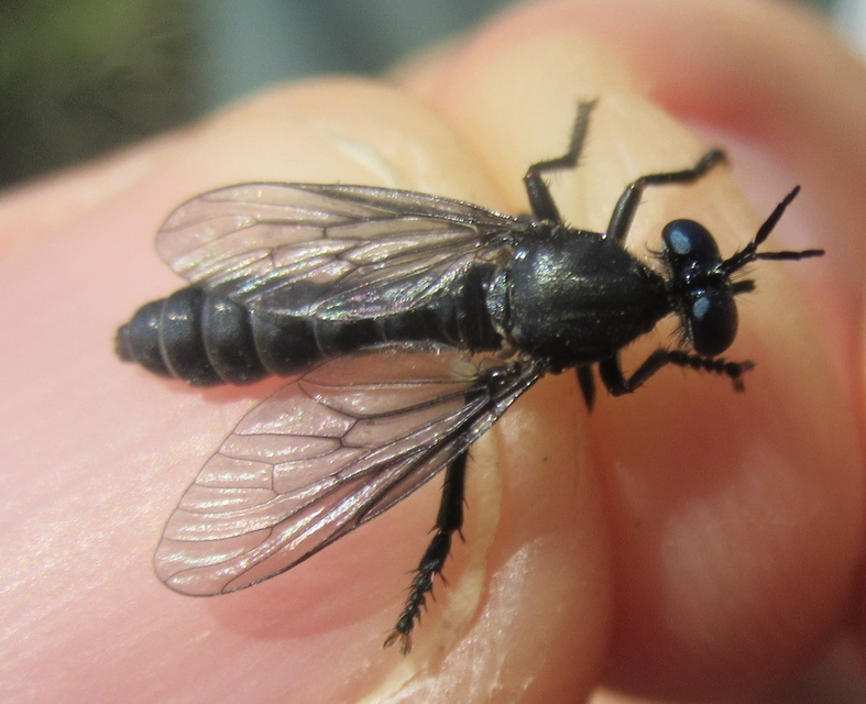 Dioctria atricapilla