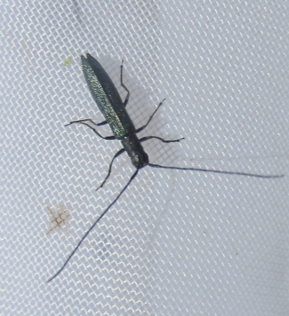 Theophilea subcylindricollis - hengeres szalmacincér Theophilea subcylindricollis - hengeres szalmacincér