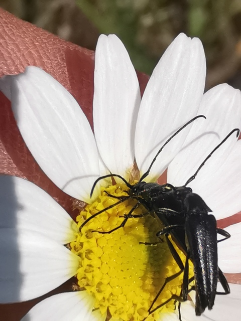 Stenurella nigra - fekete karcsúcincér