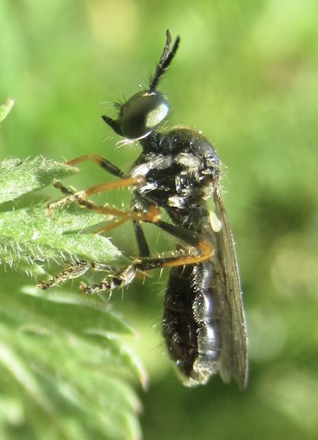 Dioctria lata