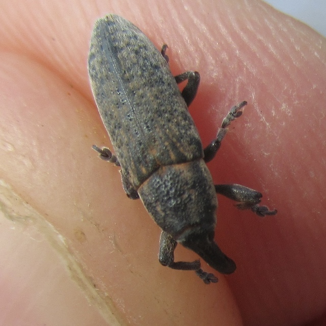 Lixus brevipes - vaskosorrú dudvabarkó