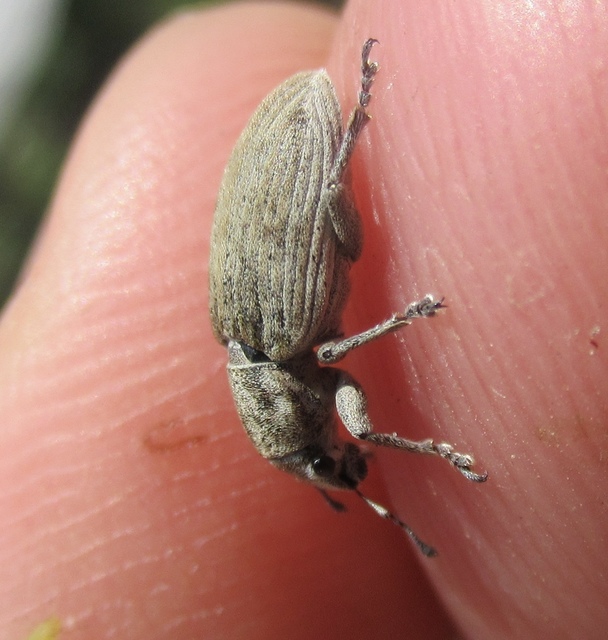 Tanymecus dilaticollis - kukorica-hegyesfarúbarkó