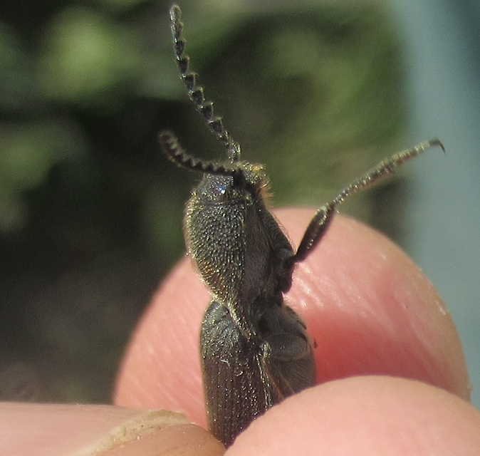 Melanotus