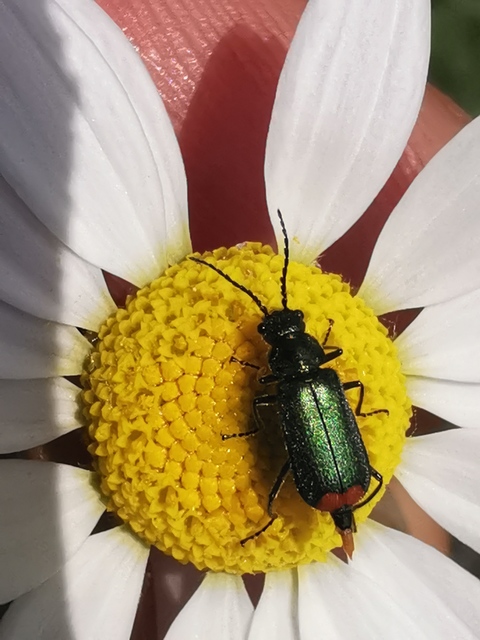 Malachius bipustulatus - kétfoltos bibircsesbogár