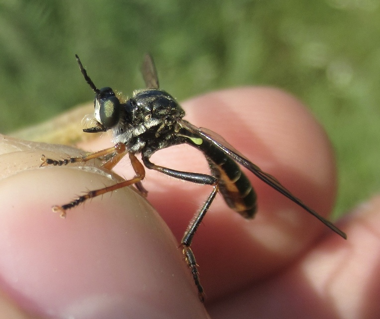 Dioctria rufipes