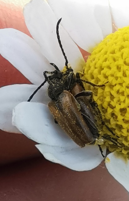 Pseudovadonia livida - barnás virágcincér