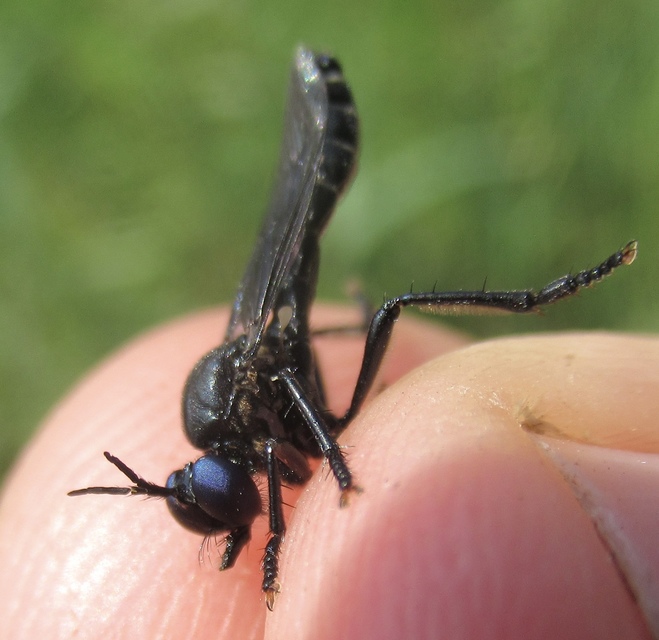 Dioctria atricapilla