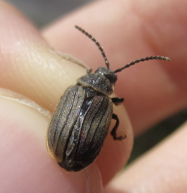 Galeruca pomonae - barna olajosbogár