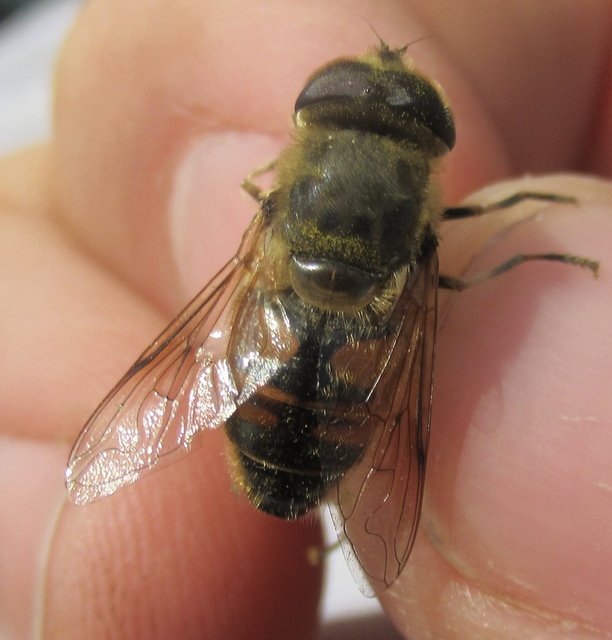Eristalis tenax - közönséges herelégy