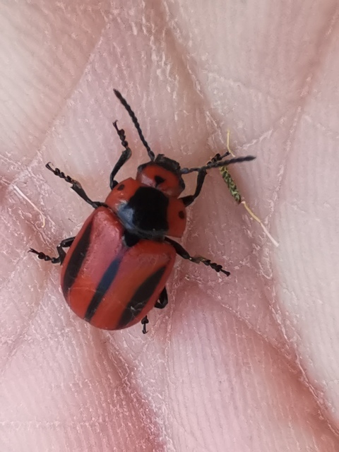 Entomoscelis adonidis - repce-honvédbogár