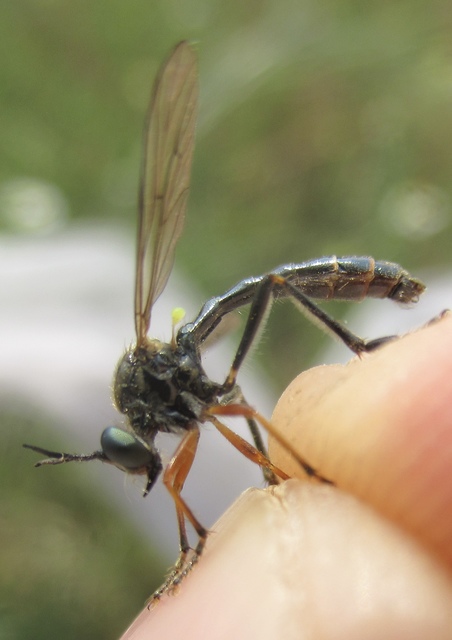 Dioctria rufipes
