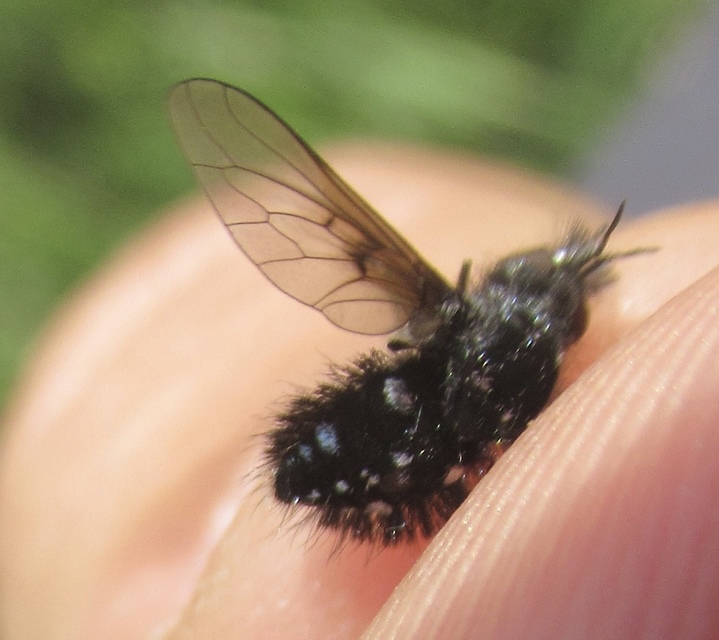 Bombylella atra - ezüstpettyes pöszörlégy