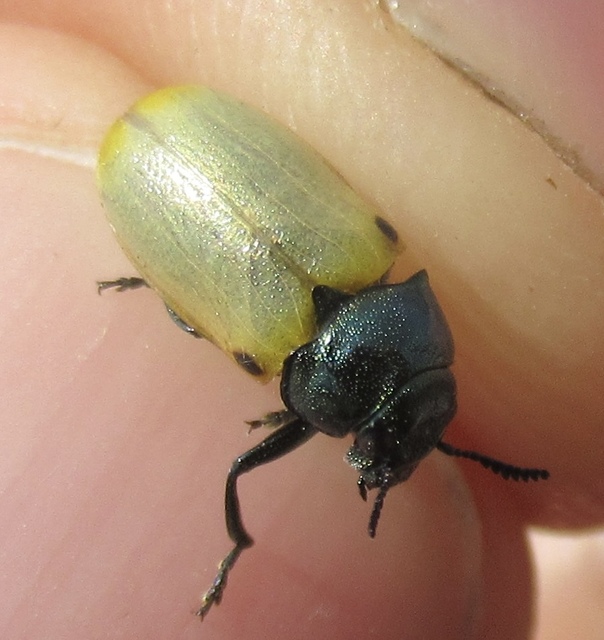 Labidostomis