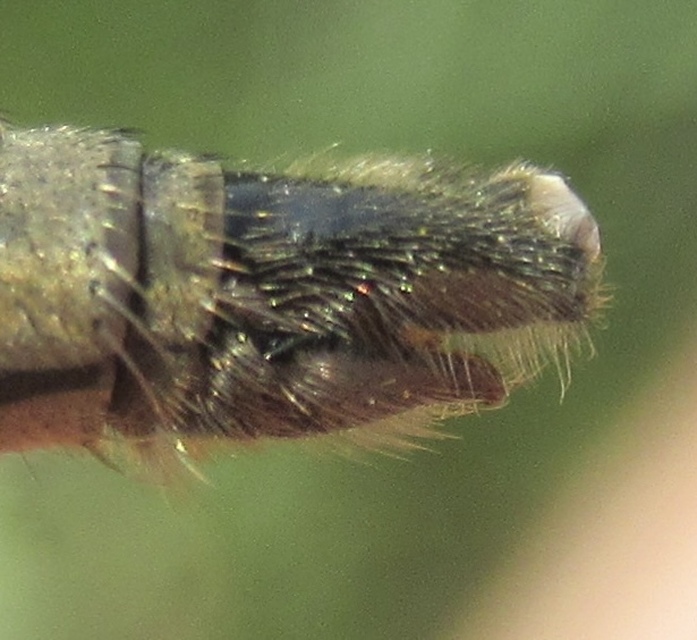 Dysmachus praemorsus