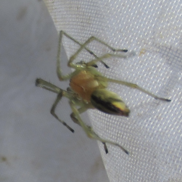 Cheiracanthium