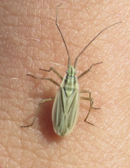 Acetropis