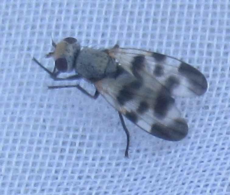 Melieria picta