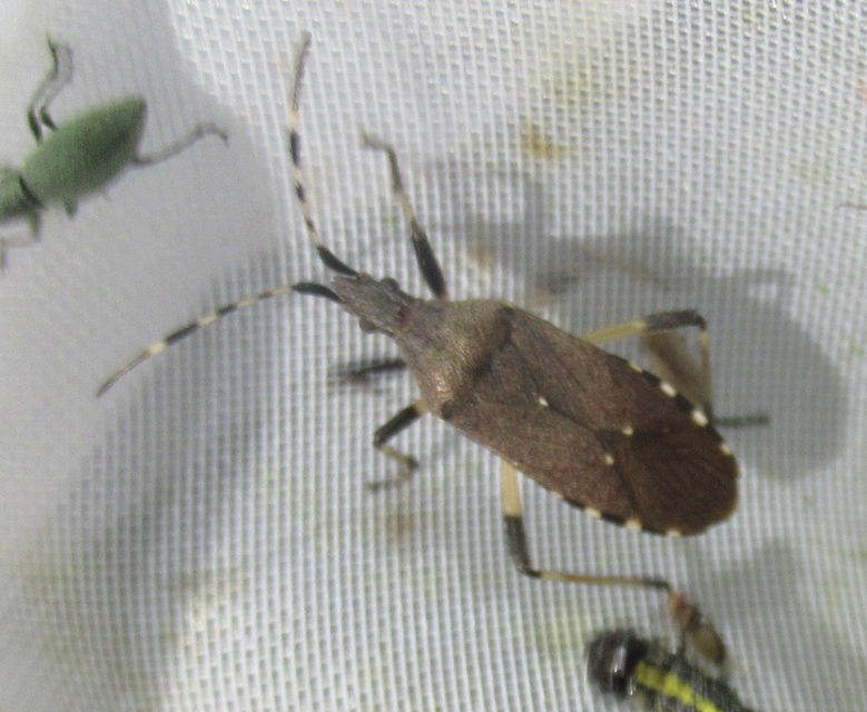 Dicranocephalus