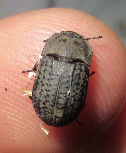 Opatrum sabulosum - sároshátú gyászbogár