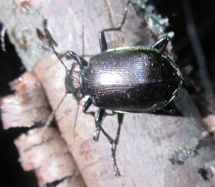 Calosoma inquisitor - kis bábrabló