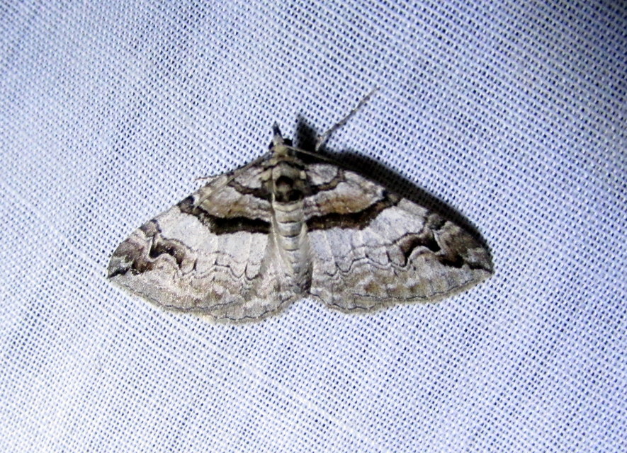 Pareulype berberata - sóskafa-tarkaaraszoló