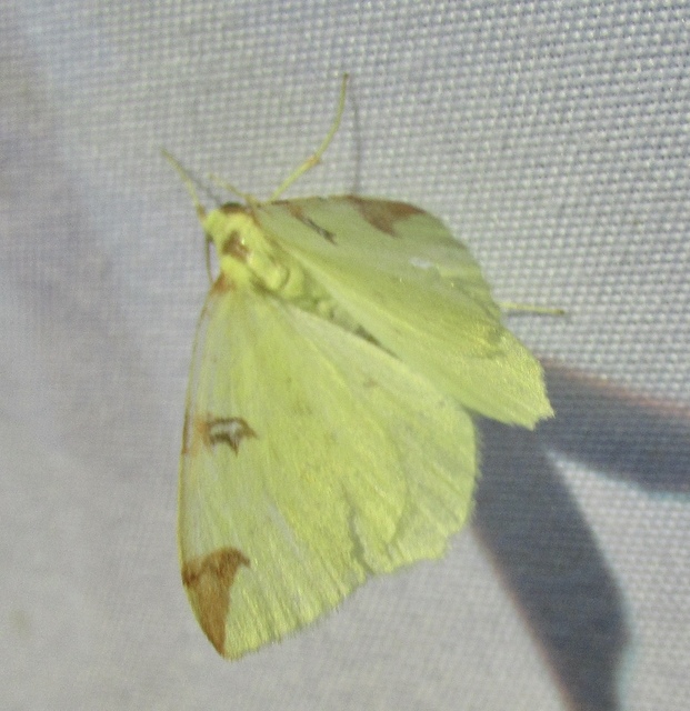 Opisthograptis luteolata - citromsárga araszoló