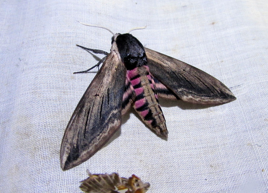 Sphinx ligustri - fagyalszender