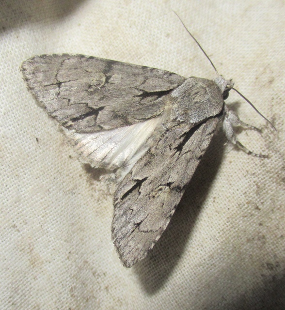 Acronicta cuspis/tridens/psi