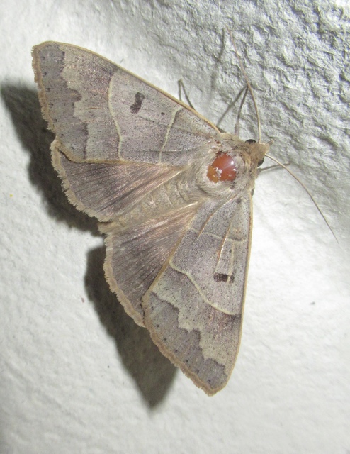 Minucia lunaris - nagy foltosbagoly