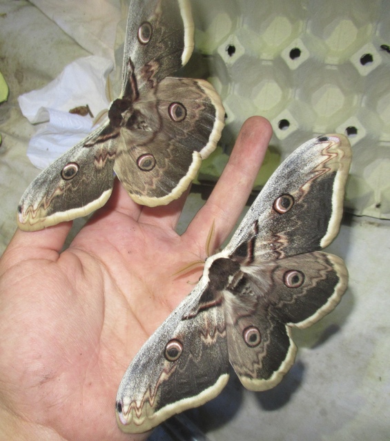 Saturnia pyri - nagy pávaszem