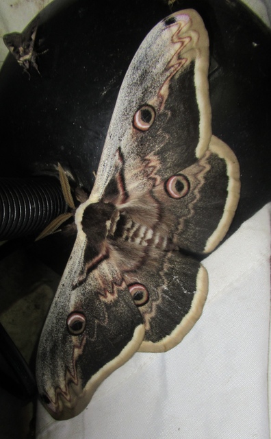 Saturnia pyri - nagy pávaszem