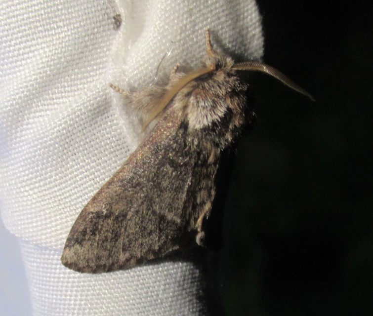 Drymonia dodonea - bélyeges púposszövő