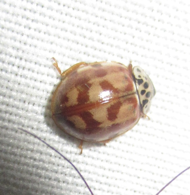 Harmonia quadripunctata - négypettyes katica