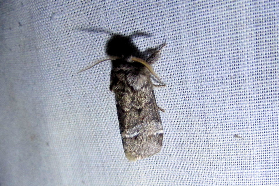 Drymonia dodonea - bélyeges púposszövő